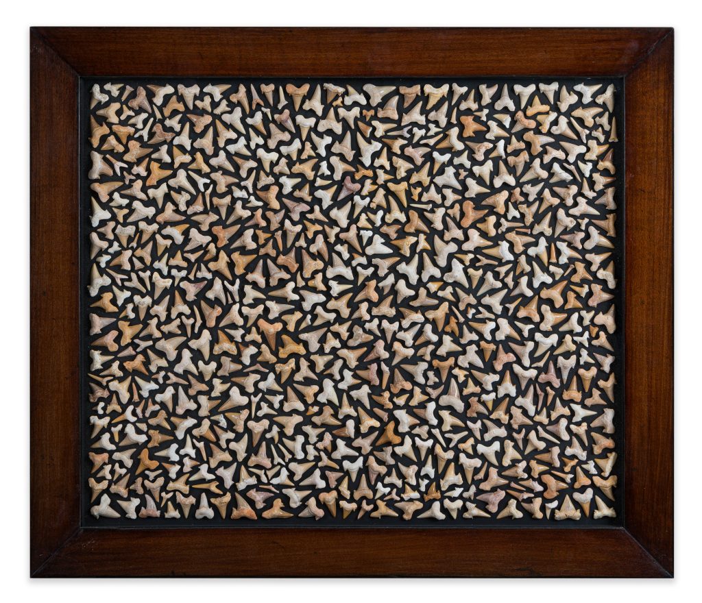 “A Collage of Fossilised Shark’s Teeth (Paleogene Period – 23-66 million years ago)”